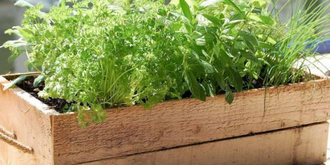 Lunar setí kalendář zahradnictví a zahradník na březen 2022: načasování, příznivé dny